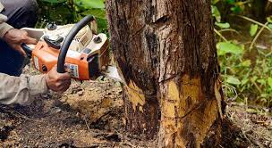 tree removal Thornbury
