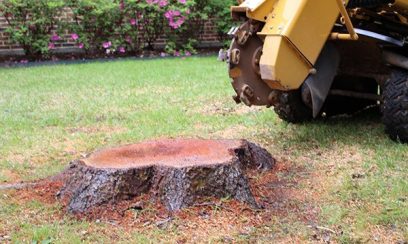 tree stump removal Lovely Banks