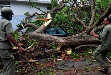 fallen tree removal Melbourne