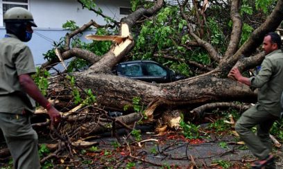 fallen tree removal Melbourne