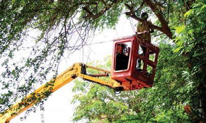 tree removal Heidelberg