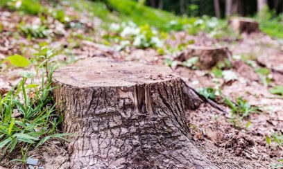 Stump Removal Keilor