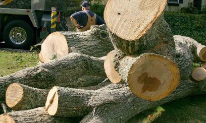 tree removal Flemington