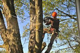 Tree Lopping
