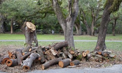 tree removal Kensington