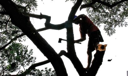 tree removal Oak Park