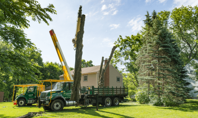 tree removal Brunswick