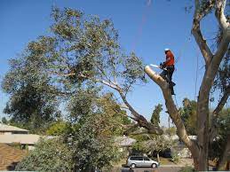 tree lopping Penrith