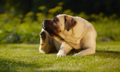 fake grass for dogs