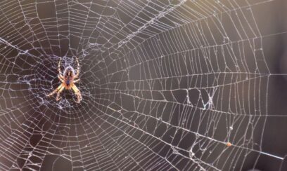 spider control services Boronia