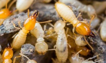 ant control Rowville